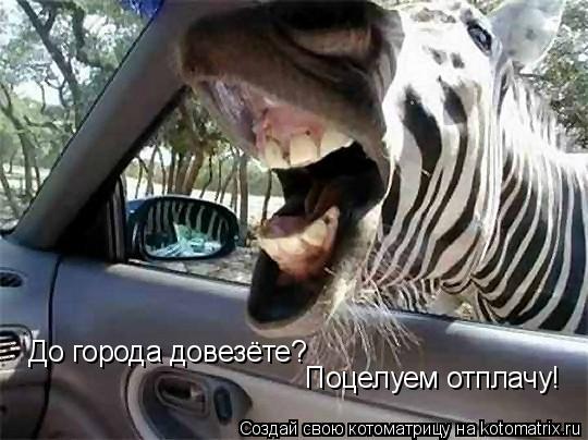 Котоматрица: До города довезёте? Поцелуем отплачу!