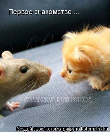 Котоматрица: Первое знакомство ...