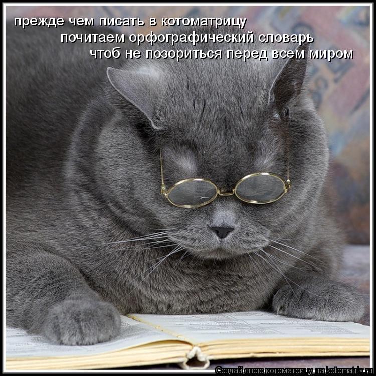 Котоматрица: прежде чем писать в котоматрицу почитаем орфографический словарь чтоб не позориться перед всем миром
