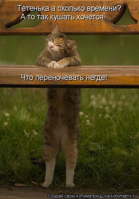 Котоматрица: Тётенька а сколько времени? Что переночевать негде! А то так кушать хочется