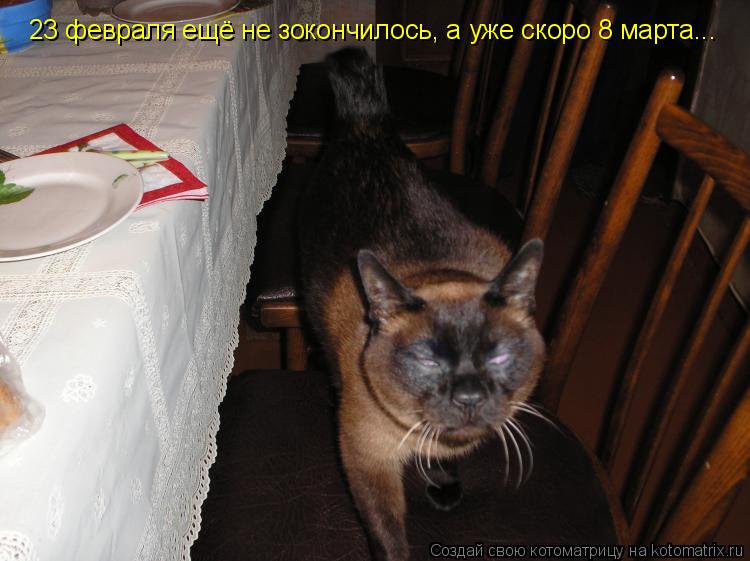Котоматрица: 23 февраля ещё не зокончилось, а уже скоро 8 марта...