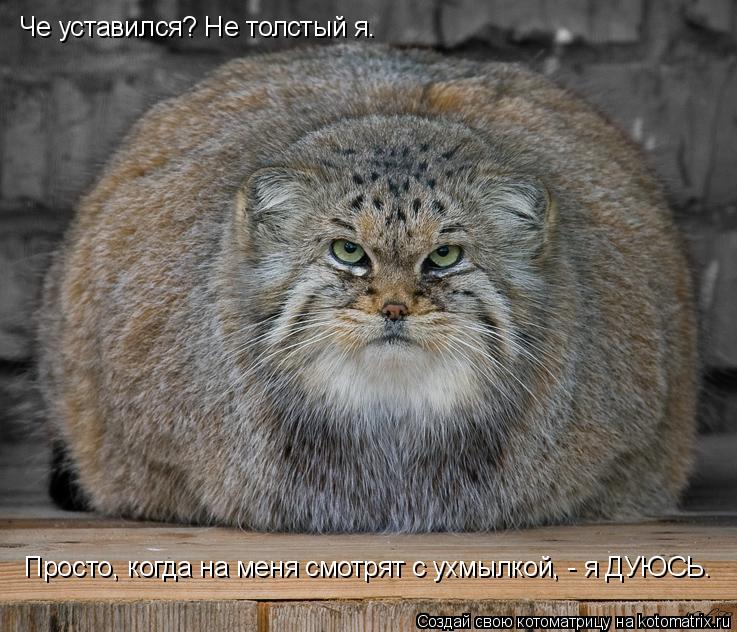 Котоматрица: Че уставился? Не толстый я.  Просто, когда на меня смотрят с ухмылкой, - я ДУЮСЬ.