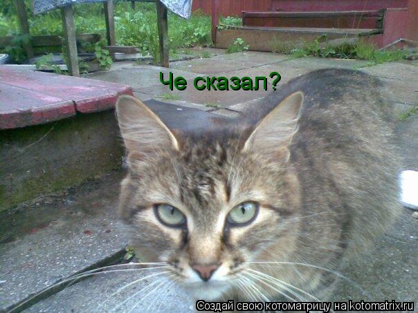Котоматрица: Че сказал?