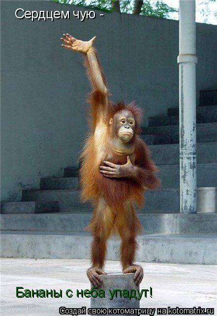 Котоматрица: Сердцем чую -  Бананы с неба упадут!