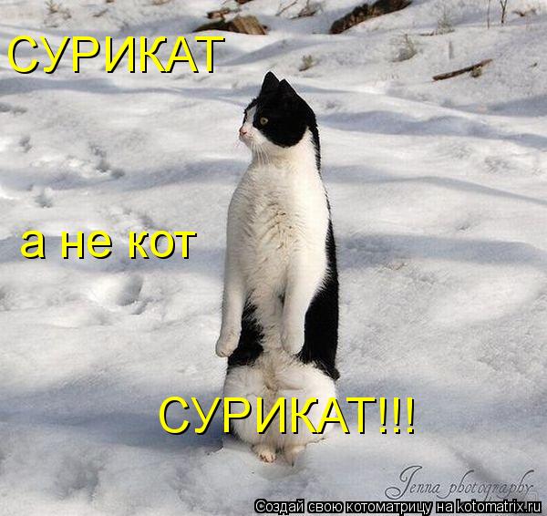 Котоматрица: СУРИКАТ  а не кот СУРИКАТ!!!