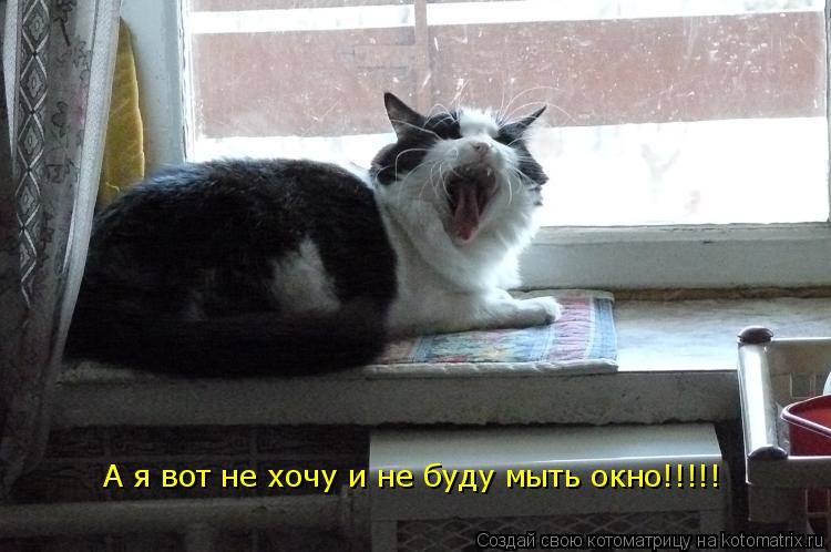 Котоматрица: А я вот не хочу и не буду мыть окно!!!!!