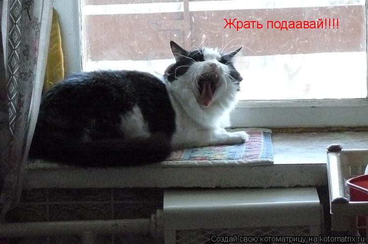 Котоматрица: Жрать подаавай!!!!