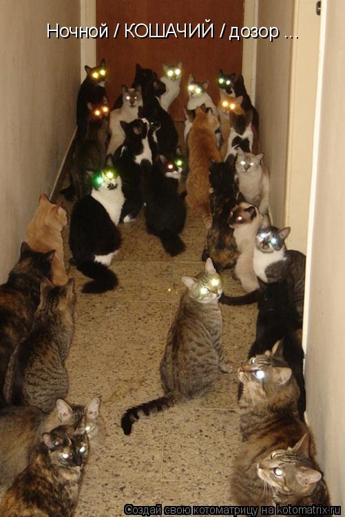 Котоматрица: Ночной / КОШАЧИЙ / дозор ...