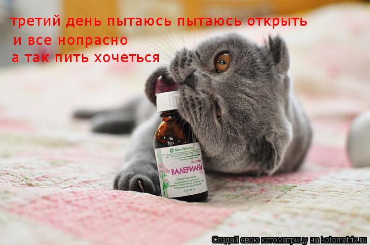 Котоматрица: третий день пытаюсь пытаюсь открыть и все нопрасно а так пить хочеться