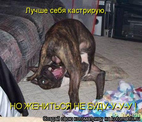 Котоматрица: НО ЖЕНИТЬСЯ НЕ БУДУ-У-У-У ! Лучше себя кастрирую,