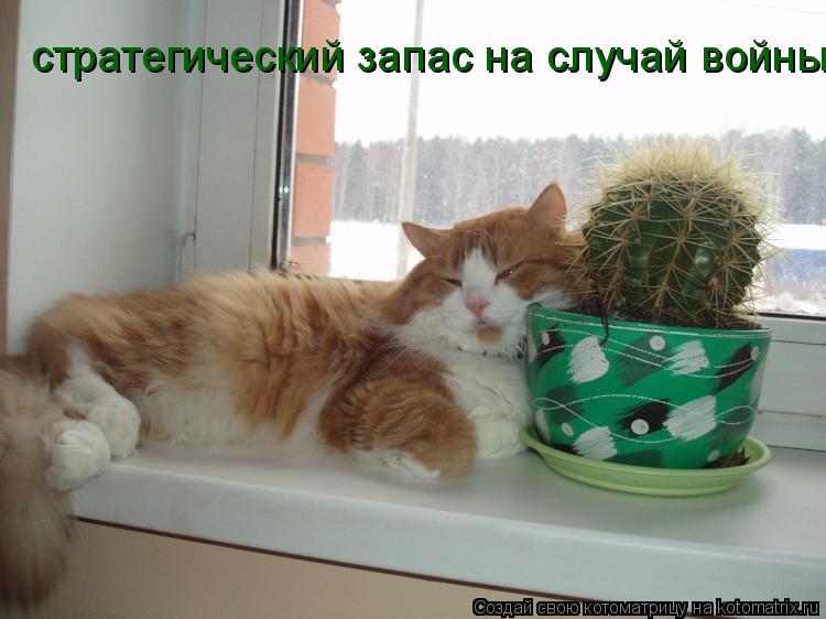 Котоматрица: стратегический запас на случай войны