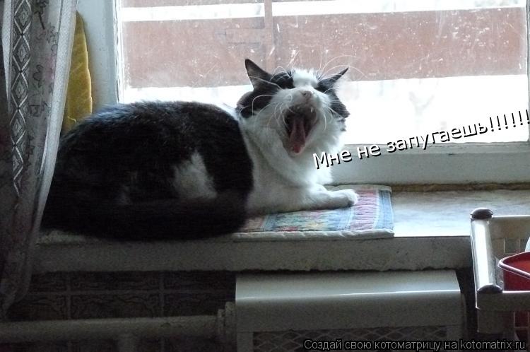 Котоматрица: Мне не запугаешь!!!!!!