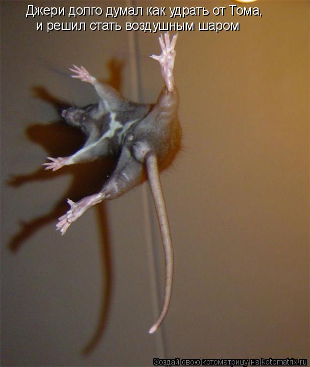 Котоматрица: Джери долго думал как удрать от Тома, и решил стать воздушным шаром