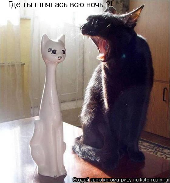 Котоматрица: Где ты шлялась всю ночь ?!