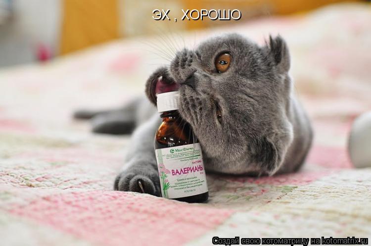 Котоматрица: ЭХ , ХОРОШО