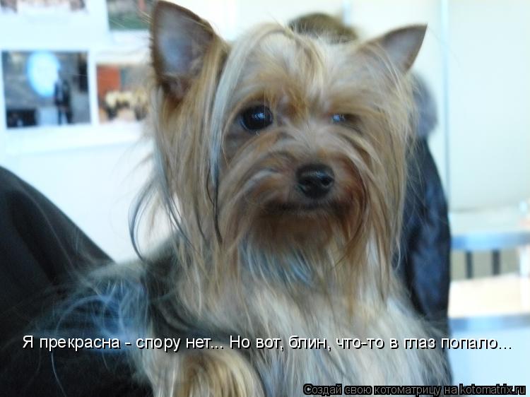 Котоматрица: Я прекрасна - спору нет... Но вот, блин, что-то в глаз попало...