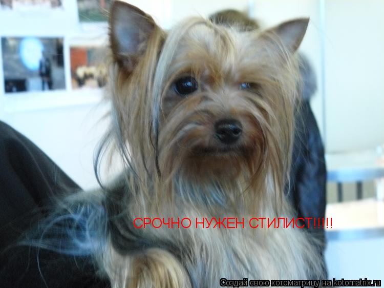 Котоматрица: СРОЧНО НУЖЕН СТИЛИСТ!!!!!