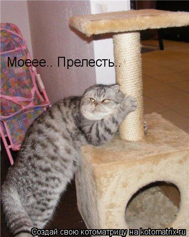 Котоматрица: Моеее.. Прелесть..