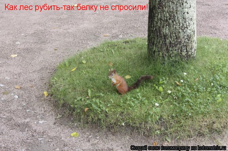 Как лес рубить-так белку не спросили!... Котоматрица: Как лес рубить-так белку не спросили!