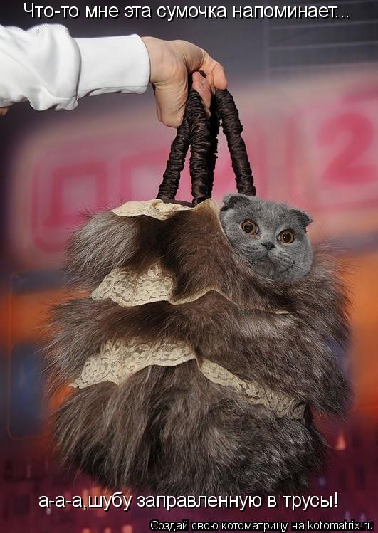 Котоматрица: Что-то мне эта сумочка напоминает... а-а-а,шубу заправленную в трусы!