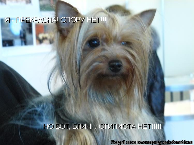 Котоматрица: Я - ПРЕКРАСНА! СПОРУ НЕТ!!! НО ВОТ, БЛИН... СТИЛИСТА НЕТ!!!!!