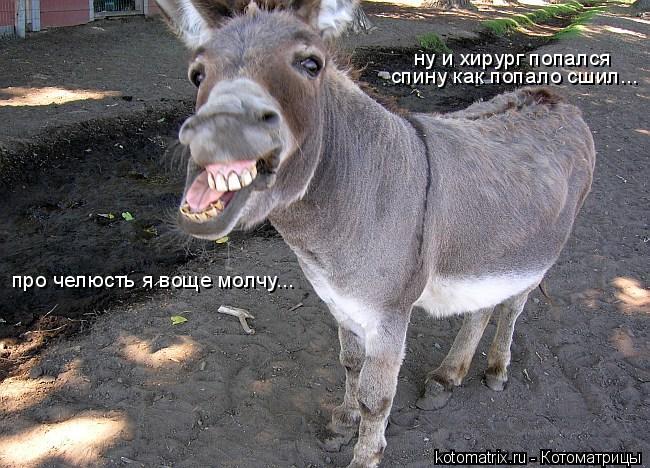 Котоматрица: ну и хирург попался спину как попало сшил... про челюсть я воще молчу...