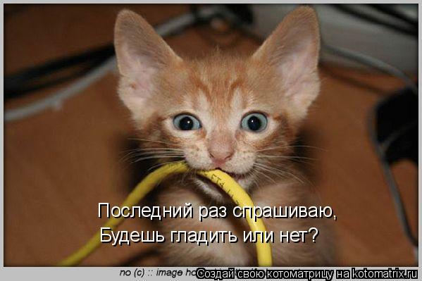 Котоматрица: Последний раз спрашиваю, Будешь гладить или нет?