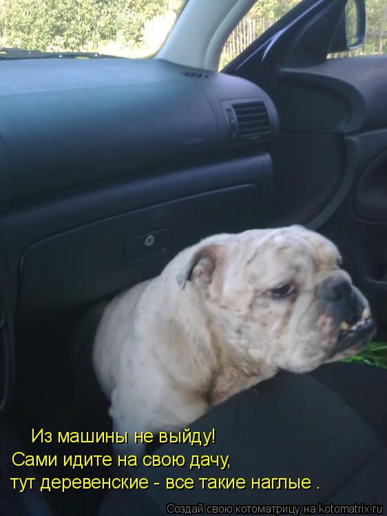 Котоматрица: Из машины не выйду! Сами идите на свою дачу,  тут деревенские - все такие наглые .