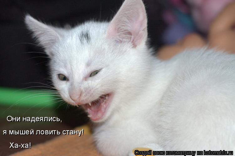 Котоматрица: Они надеялись,  я мышей ловить стану!  Ха-ха!