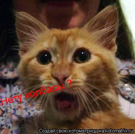 Котоматрица: Нету колбасы ?