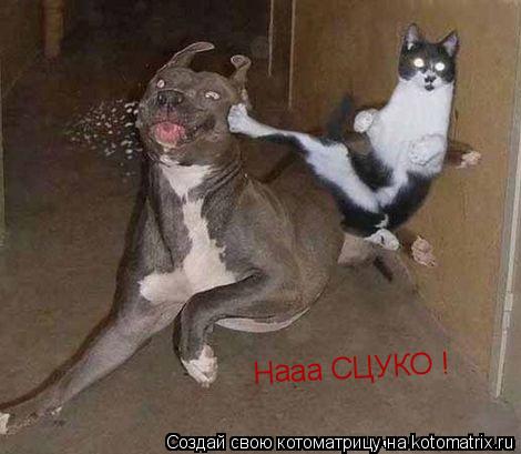 Котоматрица: Нааа СЦУКО !