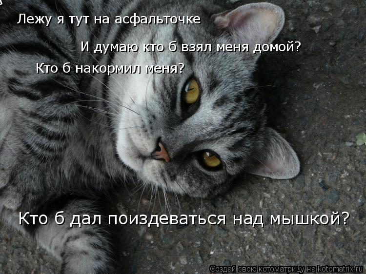 Котоматрица: Лежу я тут на асфальточке Лежу я тут на асфальточке И думаю кто б взял меня домой? Кто б накормил меня? Кто б дал поиздеваться над мышкой?