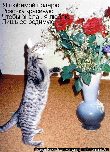 Котоматрица: Я любимой подарю Розочку красивую. Чтобы знала – я люблю Лишь ее родимую!!!