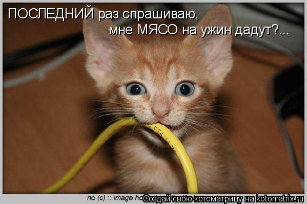 Котоматрица: ПОСЛЕДНИЙ раз спрашиваю, мне МЯСО на ужин дадут?...
