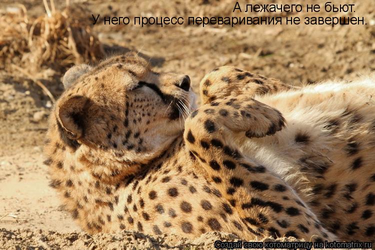 Котоматрица: А лежачего не бьют. У него процесс переваривания не завершен.