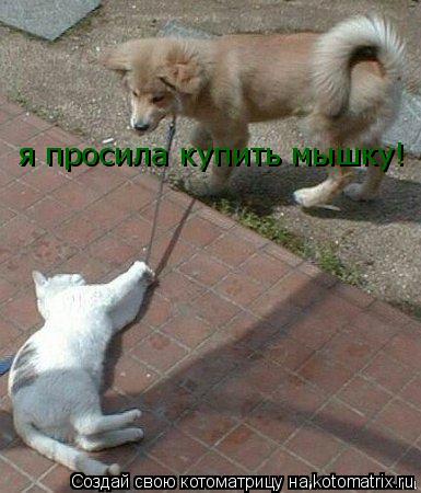 Котоматрица: я просила купить мышку!