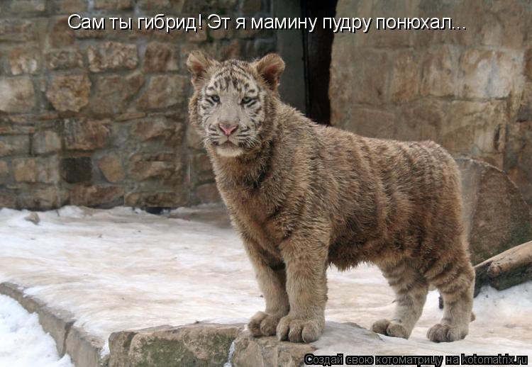 Котоматрица: Сам ты гибрид! Эт я мамину пудру понюхал...