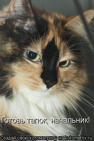 Котоматрица: Готовь тапок, начальник!