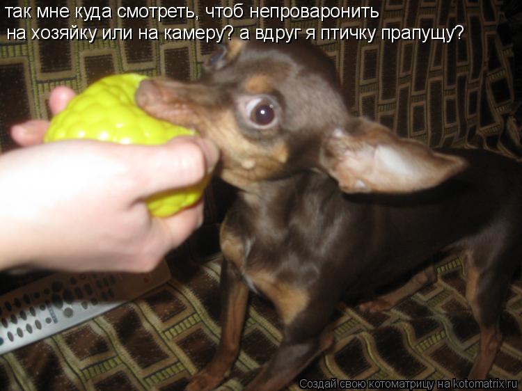 Котоматрица: так мне куда смотреть, чтоб непроваронить  на хозяйку или на камеру? а вдруг я птичку прапущу?