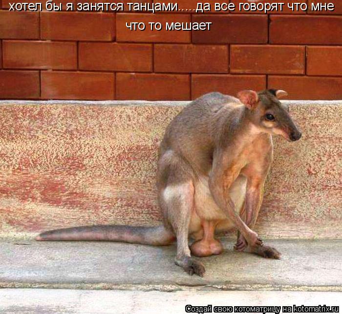 Котоматрица: хотел бы я занятся танцами.....да все говорят что мне  что то мешает