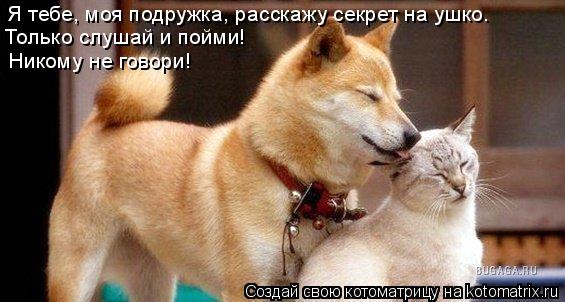 Котоматрица: Я тебе, моя подружка, расскажу секрет на ушко. Только слушай и пойми! Никому не говори!