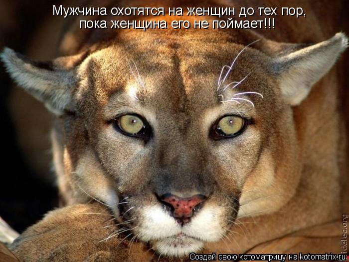 Котоматрица: Мужчина охотятся на женщин до тех пор,  пока женщина его не поймает!!!