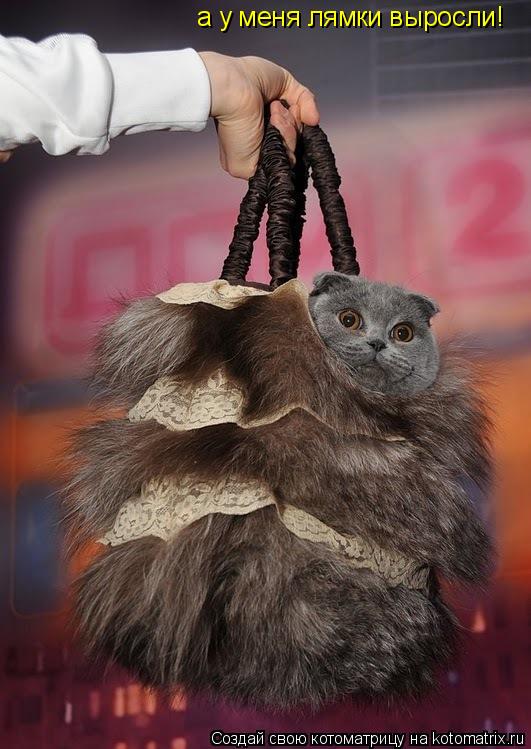 Котоматрица: а у меня лямки выросли!