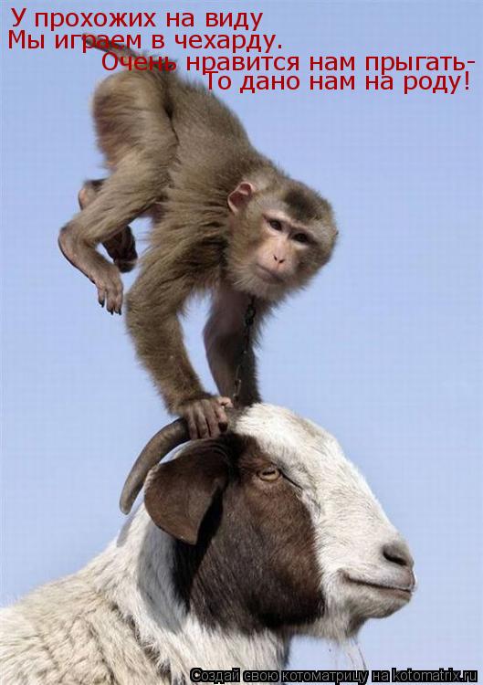 Котоматрица: У прохожих навиду У прохожих на виду Мы играем в чехарду. Очень нравится нам прыгать- То дано нам на роду!