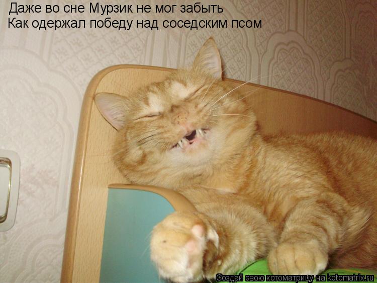Котоматрица: Даже во сне Мурзик не мог забыть Как одержал победу над соседским псом