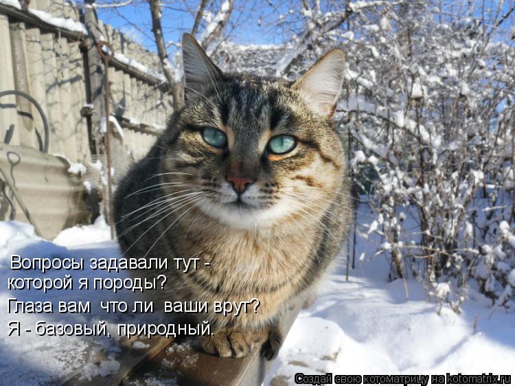 Котоматрица: Вопросы задавали тут -  которой я породы? Глаза вам  что ли  ваши врут? Я - базовый, природный.