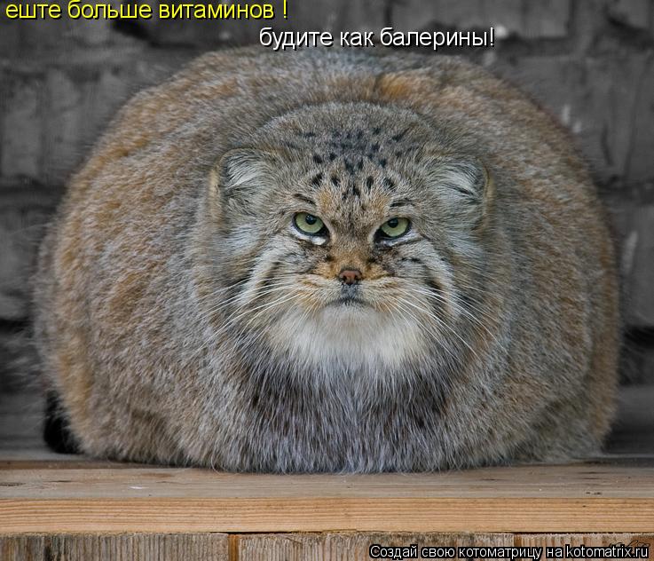 Котоматрица: еште больше витаминов ! будите как балерины!