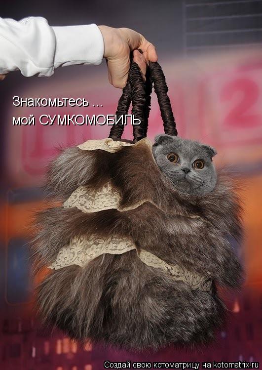 Котоматрица: Знакомьтесь ... мой СУМКОМОБИЛЬ