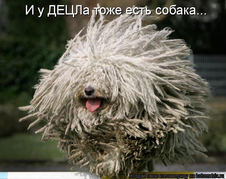 Котоматрица: И у ДЕЦЛа тоже есть собака...