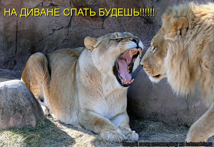 Котоматрица: НА ДИВАНЕ СПАТЬ БУДЕШЬ!!!!!!